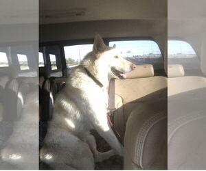 Mutt Dogs for adoption in Fort Collins, CO, USA