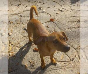 Chiweenie Dogs for adoption in Cranston, RI, USA