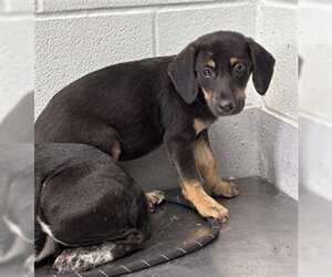 Labrador Retriever Dogs for adoption in Corpus Christi, TX, USA