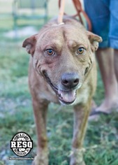 Medium Photo #1 Labrador Retriever-Unknown Mix Puppy For Sale in Tuskegee, AL, USA
