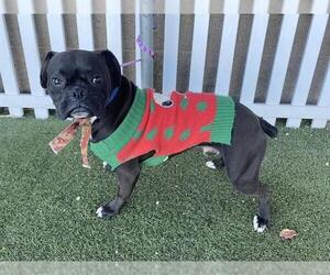 Boxer-Unknown Mix Dogs for adoption in Modesto, CA, USA