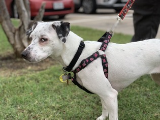 Italian Greyhound-Unknown Mix Dogs for adoption in Wylie, TX, USA