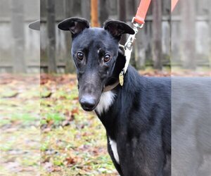 Greyhound Dogs for adoption in Cherry Hill, NJ, USA