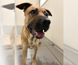 German Shepherd Dog-Unknown Mix Dogs for adoption in Sugar Land, TX, USA