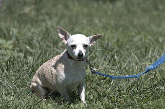 Chihuahua Dogs for adoption in Batavia, NY, USA