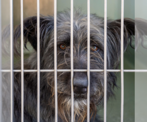 Scottish Deerhound Dogs for adoption in Pasadena, CA, USA