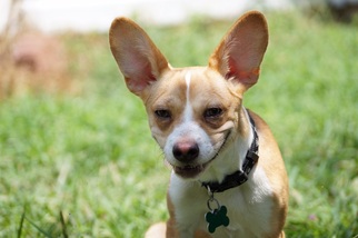 Chi-Corgi Dogs for adoption in Charlotte, NC, USA