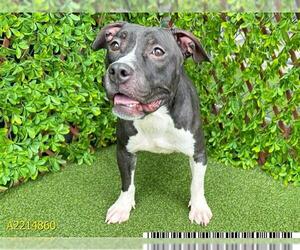 American Pit Bull Terrier Dogs for adoption in West Palm Beach, FL, USA