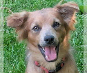 Mutt Dogs for adoption in Cookeville, TN, USA