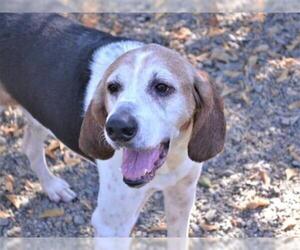 Treeing Walker Coonhound Dogs for adoption in Oroville, CA, USA