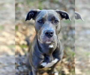 Medium Photo #7 American Staffordshire Terrier-Labrador Retriever Mix Puppy For Sale in Brewster, NY, USA