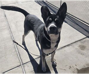 Siberian Husky-Unknown Mix Dogs for adoption in Denver, CO, USA