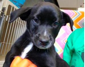 Medium Photo #1 Labrador Retriever Puppy For Sale in Mission, KS, USA