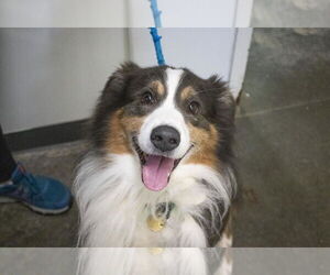 Australian Shepherd-Unknown Mix Dogs for adoption in Mountain Home, AR, USA