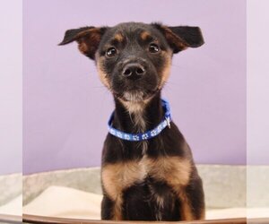 Small Australian Kelpie-Australian Shepherd Mix