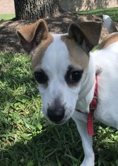 Jack Russell Terrier Dogs for adoption in HOUSTON, TX, USA