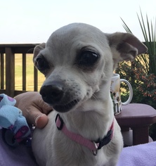 Chihuahua Dogs for adoption in Polson, MT, USA