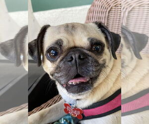 Chug Dogs for adoption in San Diego, CA, USA