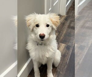Great Pyrenees-Retriever Mix Dogs for adoption in Salt Lake City, UT, USA