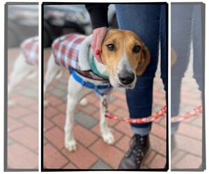 Mutt Dogs for adoption in Richmond, VA, USA
