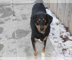 Greater Swiss Mountain Dog Dogs for adoption in Toronto, Ontario, Canada