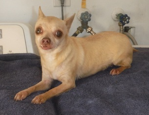 Chihuahua Dogs for adoption in Commerce, GA, USA