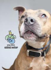 American Pit Bull Terrier Dogs for adoption in Knoxville, TN, USA