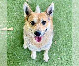 Mutt Dogs for adoption in Tavares, FL, USA