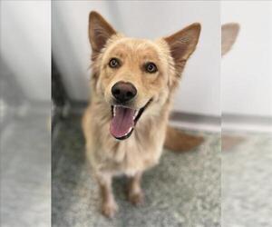 - Mix Dogs for adoption in Salisbury, NC, USA