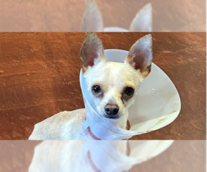 Chihuahua Dogs for adoption in San Diego , CA, USA