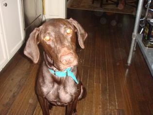 Doberman Pinscher-Unknown Mix Dogs for adoption in Bixby, OK, USA