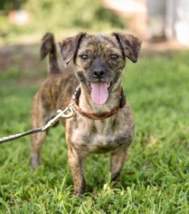 Daug Dogs for adoption in Alpharetta, GA, USA