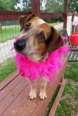 Australian Cattle Dog Dogs for adoption in Franklin, TN, USA