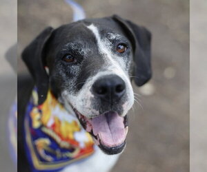 Mutt Dogs for adoption in San Antonio, TX, USA