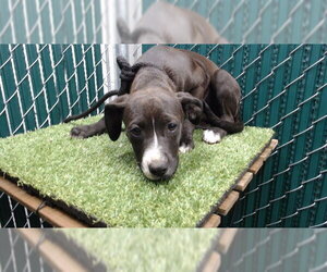 Mutt Dogs for adoption in Downey, CA, USA