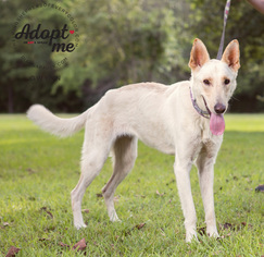 Medium Photo #1 German Shepherd Dog Puppy For Sale in Montgomery, AL, USA