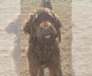 Labradoodle Dogs for adoption in Pacolet, SC, USA