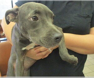 American Pit Bull Terrier Dogs for adoption in Ocala, FL, USA