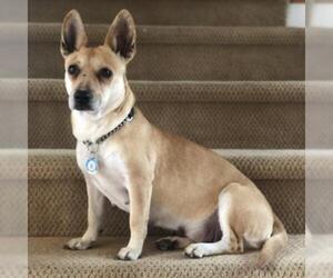 Chi-Corgi Dogs for adoption in Cumming, GA, USA