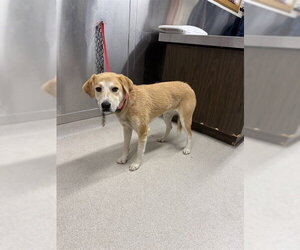 Mutt Dogs for adoption in Fairbanks, AK, USA