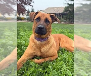 German Shepherd Dog-Unknown Mix Dogs for adoption in Elk Grove, CA, USA
