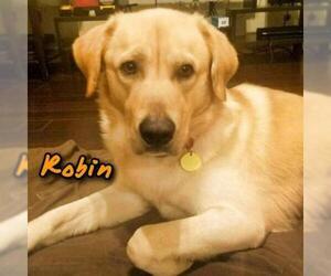 Golden Retriever Dogs for adoption in Dallas, TX, USA