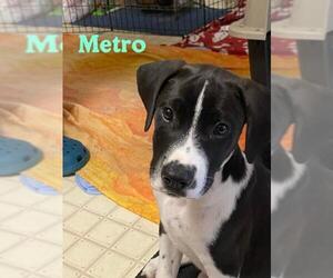 Mutt Dogs for adoption in Wenonah, NJ, USA