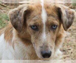 Australian Shepherd-Catahoula Leopard Dog Mix Dogs for adoption in Effort, PA, USA