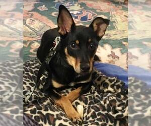 American Rat Pinscher Dogs for adoption in Minneapolis, MN, USA