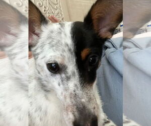 Chihuahua-Unknown Mix Dogs for adoption in MIDWAY, UT, USA