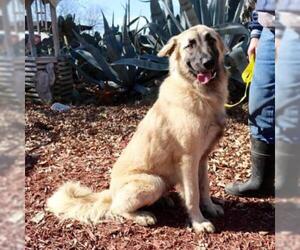 Anatolian Shepherd Dogs for adoption in Von Ormy, TX, USA