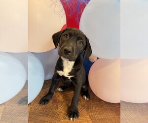 Labrador Retriever-Unknown Mix Dogs for adoption in Oakhurst, NJ, USA