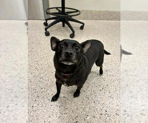 Chihuahua Dogs for adoption in Brighton, CO, USA