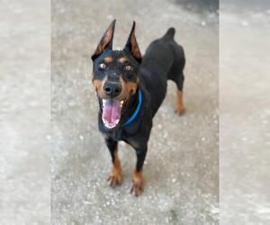 Doberman Pinscher Dogs for adoption in Riverside, CA, USA
